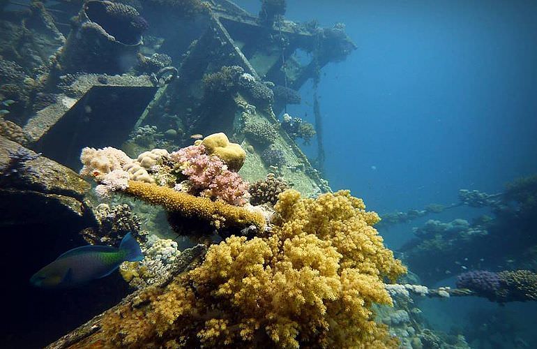 Fun Diving Makadi Bay - Ganztägige Tauchfahrt mit 2 Tauchgängen