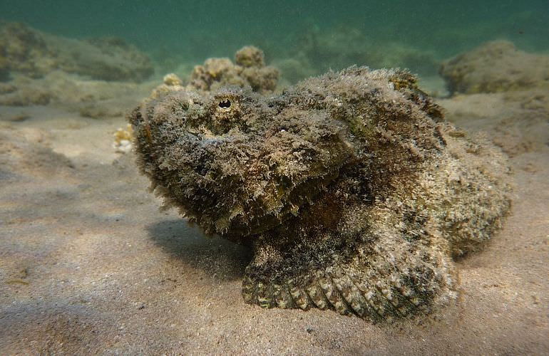 Tauchausflüge für Fortgeschrittene und Anfänger ab Makadi Bay