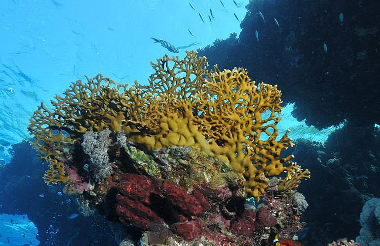 PADI Open Water Diver, der Einsteiger Tauchkurs in Makadi Bay