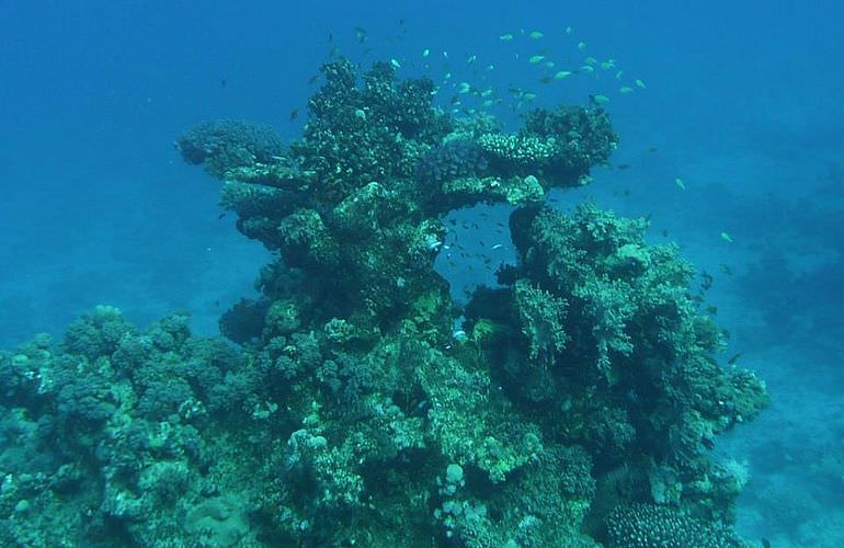 Auffrischungskurs: PADI Scuba Review Programm in Makadi Bay