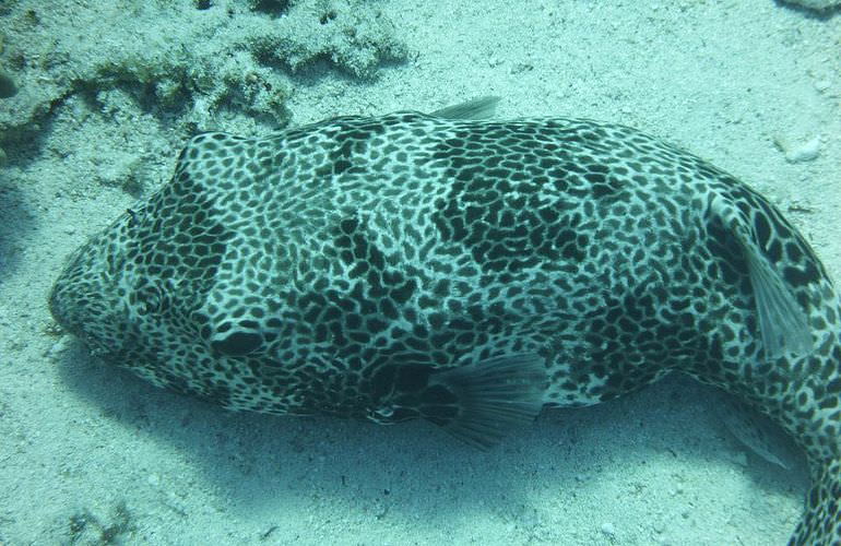 Fun Diving Makadi Bay - Ganztägige Tauchfahrt mit 2 Tauchgängen