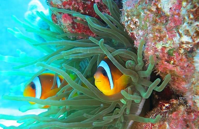 PADI Scuba Diver Kurs ab Makadi Bay - Schnuppertauchkurs 1 Tag