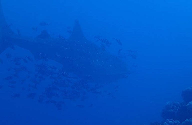 Tauchausflüge für Fortgeschrittene und Anfänger ab Makadi Bay