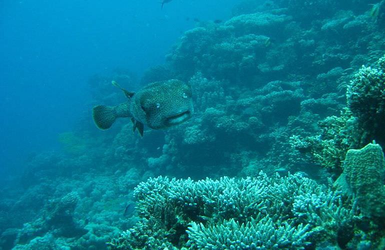 Fun Diving Makadi Bay - Ganztägige Tauchfahrt mit 2 Tauchgängen