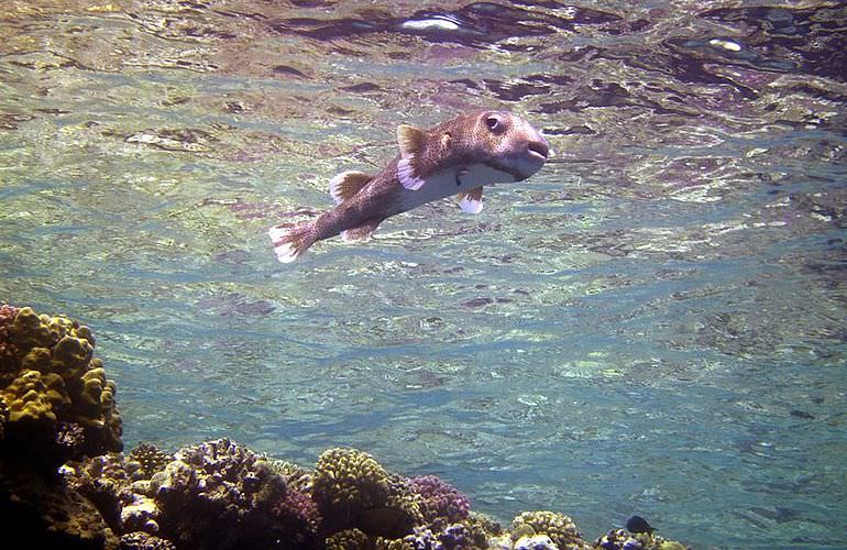 Fun Diving Makadi Bay - Ganztägige Tauchfahrt mit 2 Tauchgängen