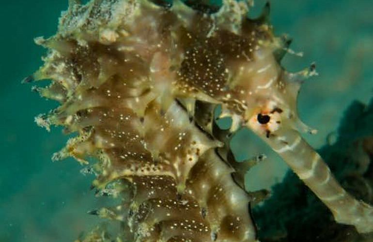 Auffrischungskurs: PADI Scuba Review Programm in Makadi Bay