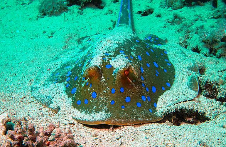 PADI Open Water Diver, der Einsteiger Tauchkurs in Makadi Bay