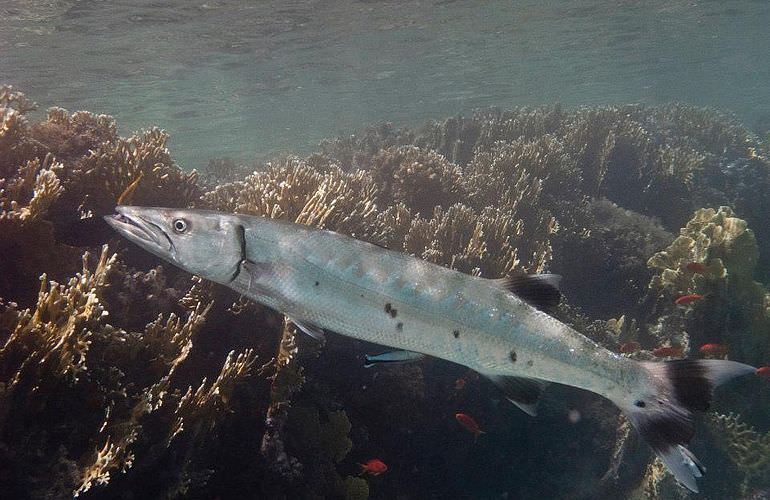 PADI Scuba Diver Kurs ab Makadi Bay - Schnuppertauchkurs 1 Tag