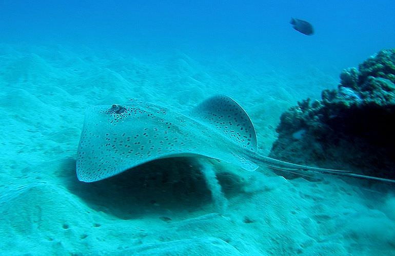 Fun Diving Makadi Bay - Ganztägige Tauchfahrt mit 2 Tauchgängen