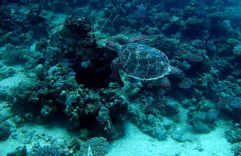 Auffrischungskurs: PADI Scuba Review Programm in Makadi Bay