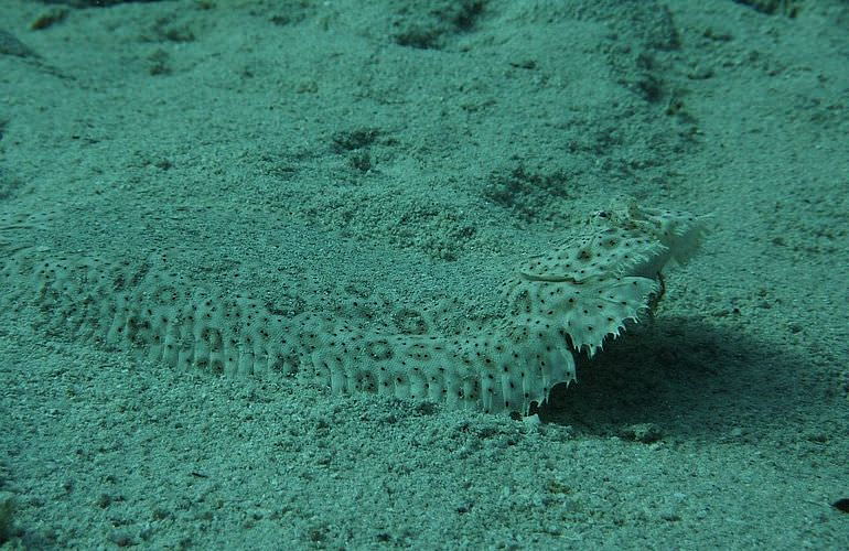 Tauchausflüge für Fortgeschrittene und Anfänger ab Makadi Bay