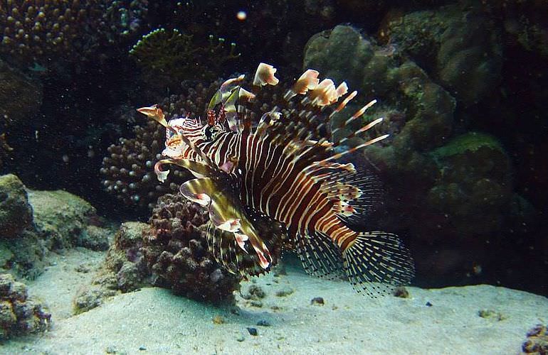 Tauchausflüge für Fortgeschrittene und Anfänger ab Makadi Bay