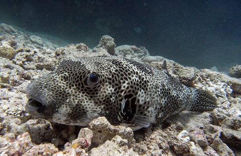 Tauchausflüge für Fortgeschrittene und Anfänger ab Makadi Bay