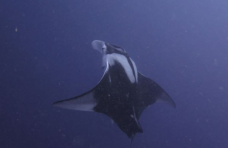 PADI Scuba Diver Kurs ab Makadi Bay - Schnuppertauchkurs 1 Tag