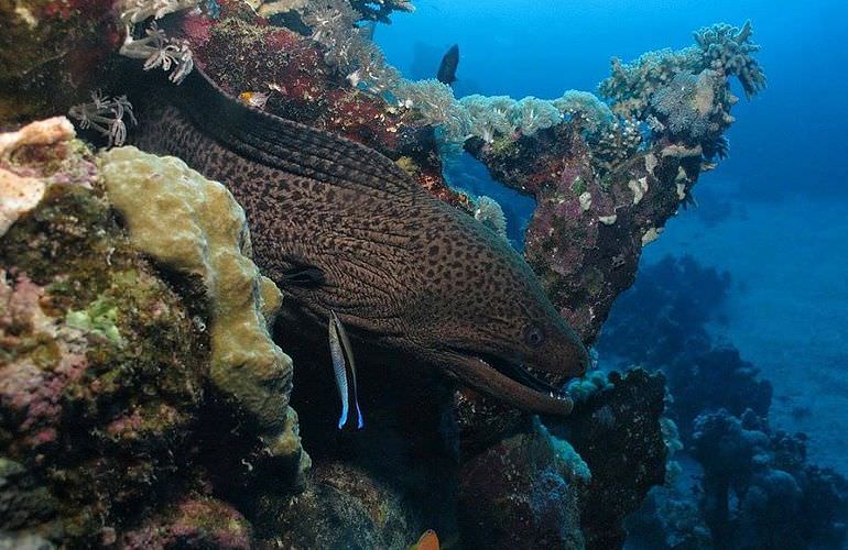 Tauchausflüge für Fortgeschrittene und Anfänger ab Makadi Bay