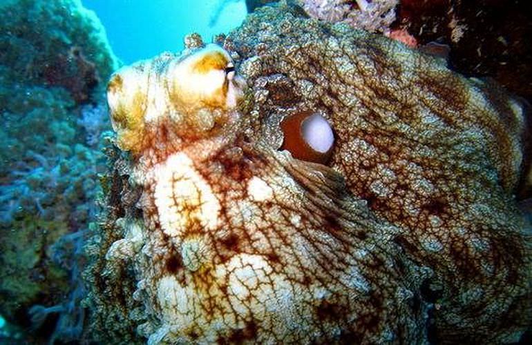 PADI Scuba Diver Kurs ab Makadi Bay - Schnuppertauchkurs 1 Tag