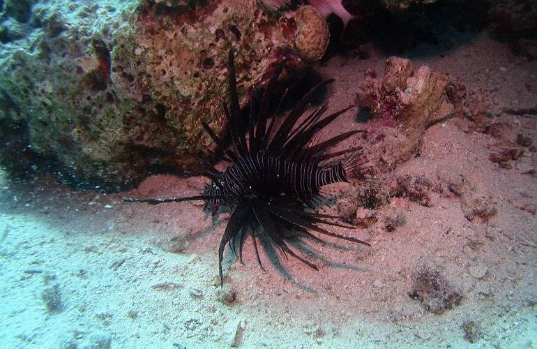 Tauchausflüge für Fortgeschrittene und Anfänger ab Makadi Bay