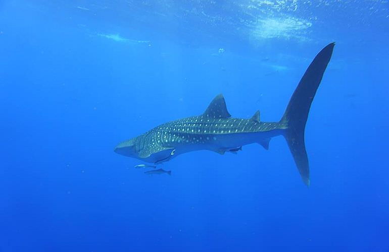 PADI Scuba Diver Kurs ab Makadi Bay - Schnuppertauchkurs 1 Tag