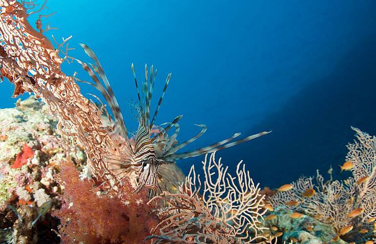 Tauchausflüge für Fortgeschrittene und Anfänger ab Makadi Bay