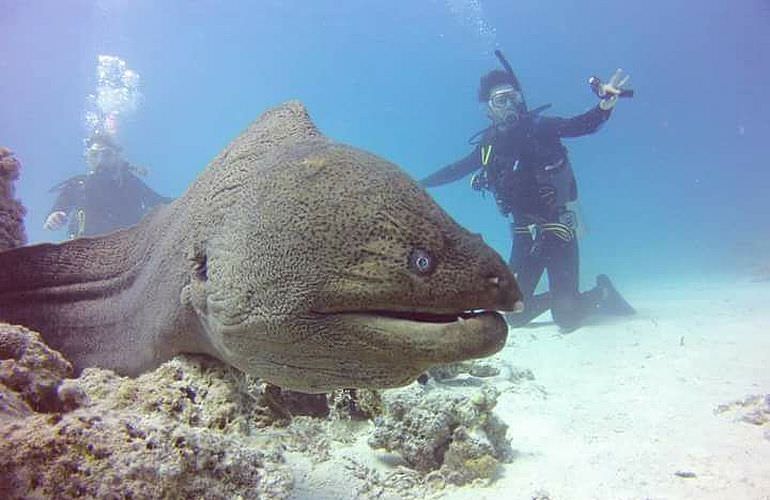 PADI Scuba Diver Kurs ab Makadi Bay - Schnuppertauchkurs 1 Tag