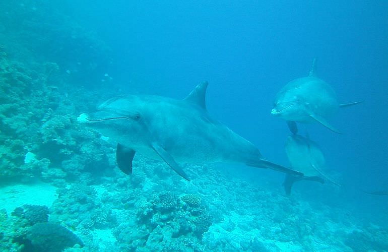 Fun Diving Makadi Bay - Ganztägige Tauchfahrt mit 2 Tauchgängen