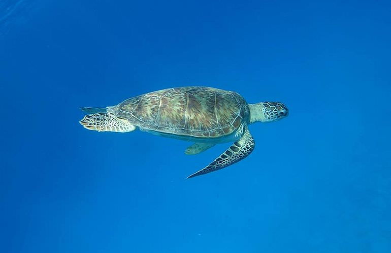 PADI Open Water Diver, der Einsteiger Tauchkurs in Makadi Bay