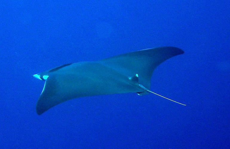 Tauchausflüge für Fortgeschrittene und Anfänger ab Makadi Bay