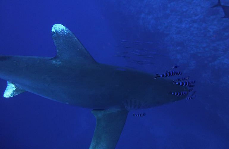 PADI Open Water Diver, der Einsteiger Tauchkurs in Makadi Bay